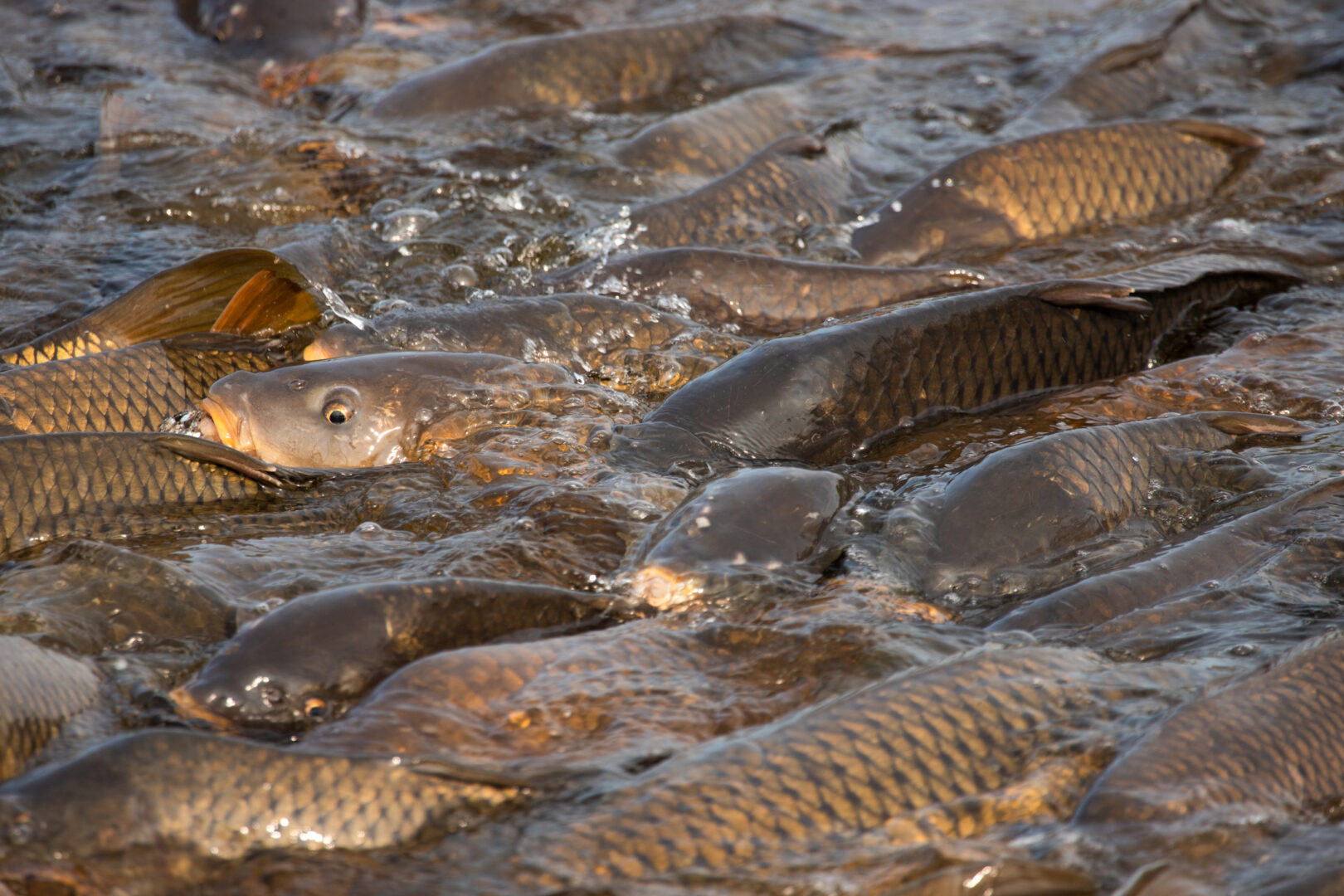 Executive Actions Fact Sheet: Protecting the Great Lakes from Invasive ...